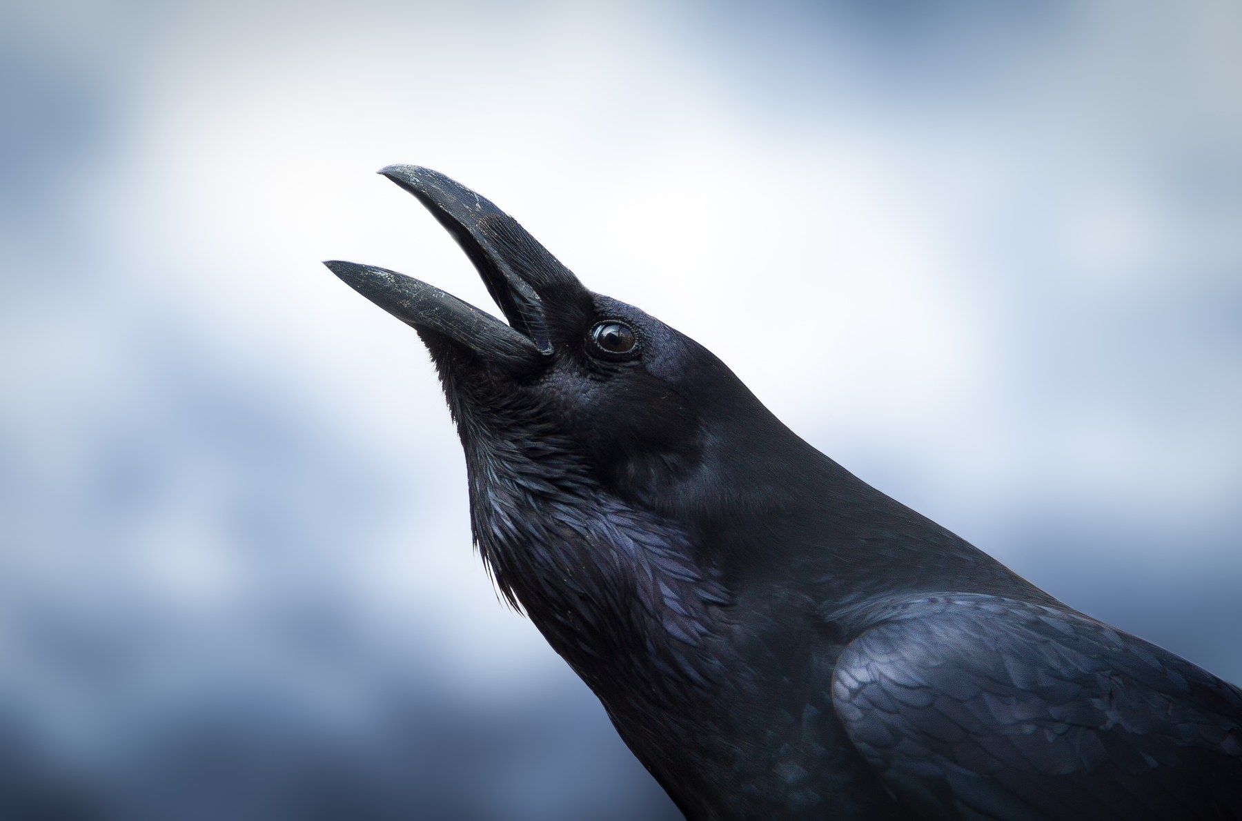 Nevermore — Common Raven (Corvus corax) calling against an overcast sky. Cover photograph, Trends in Cognitive Sciences, Cell Press, Vol. 20, No. 4, April 2016. © Alexandru Munteanu.